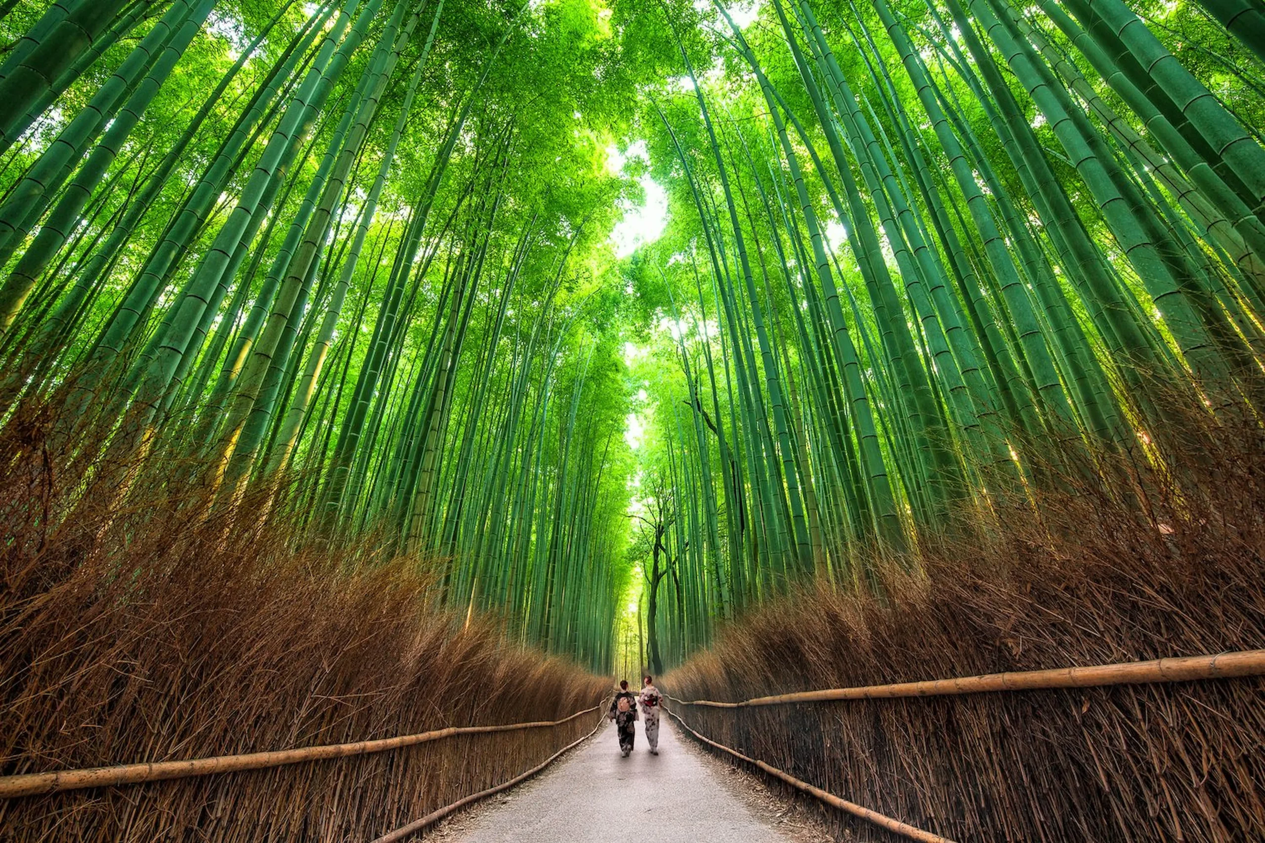 Kyoto e la foresta di bamboo di Arashiyama