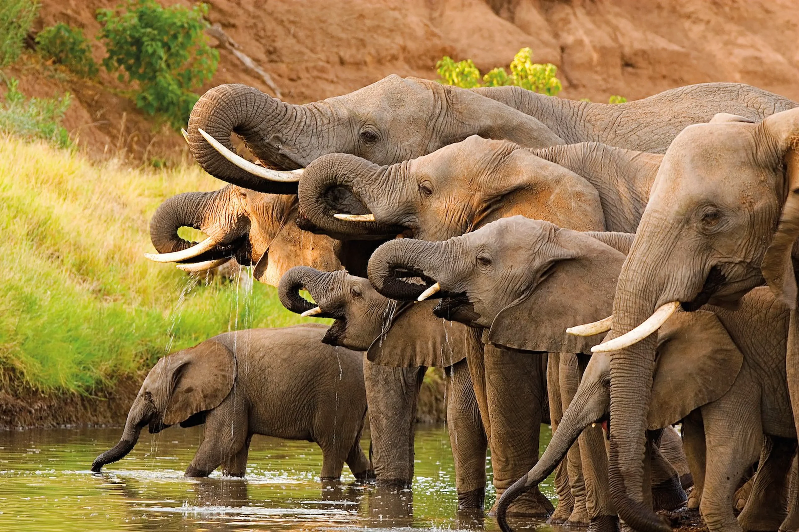 Safari nello Hwange National Park