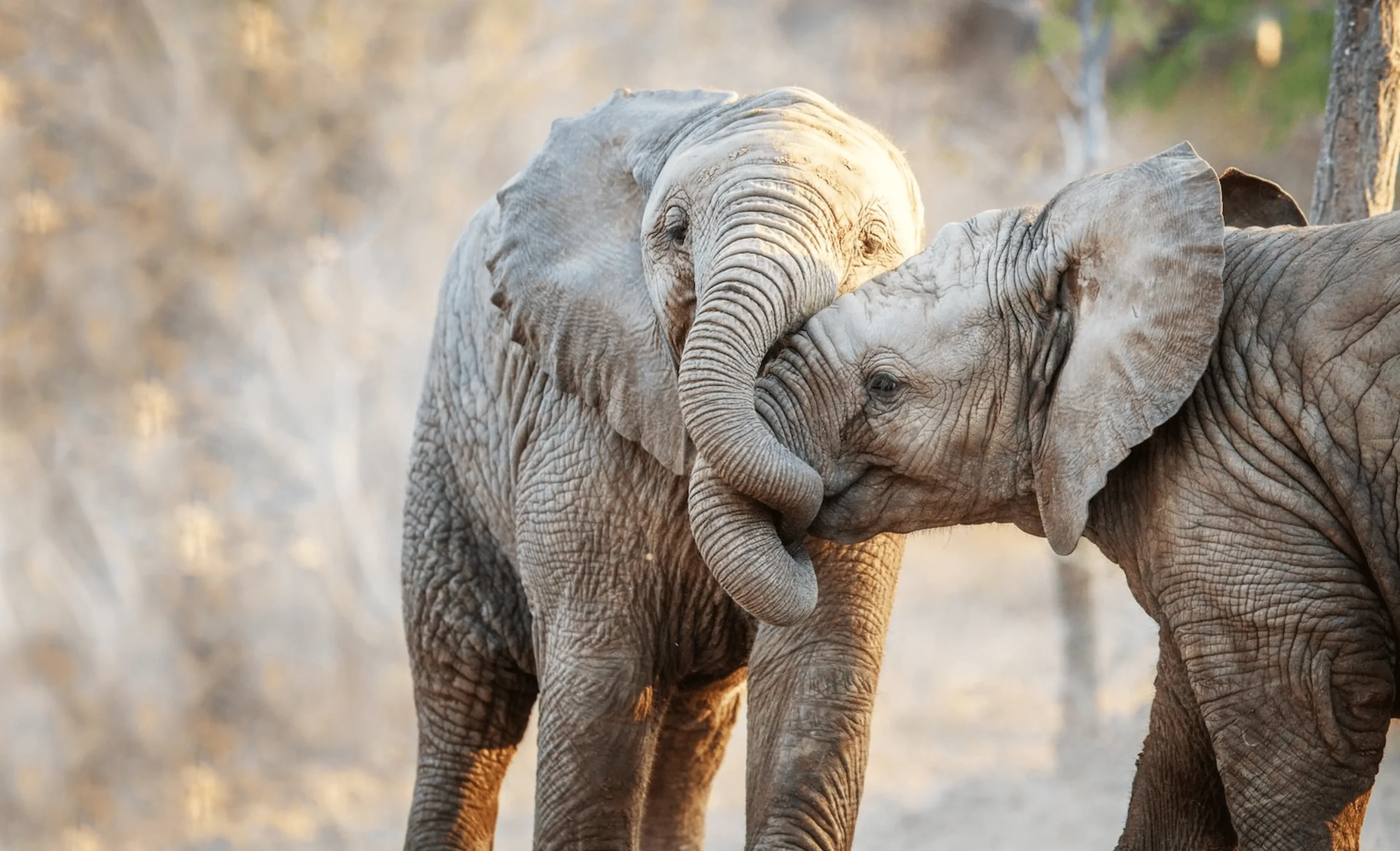 Safari nella Karongwe Private Game Reserve