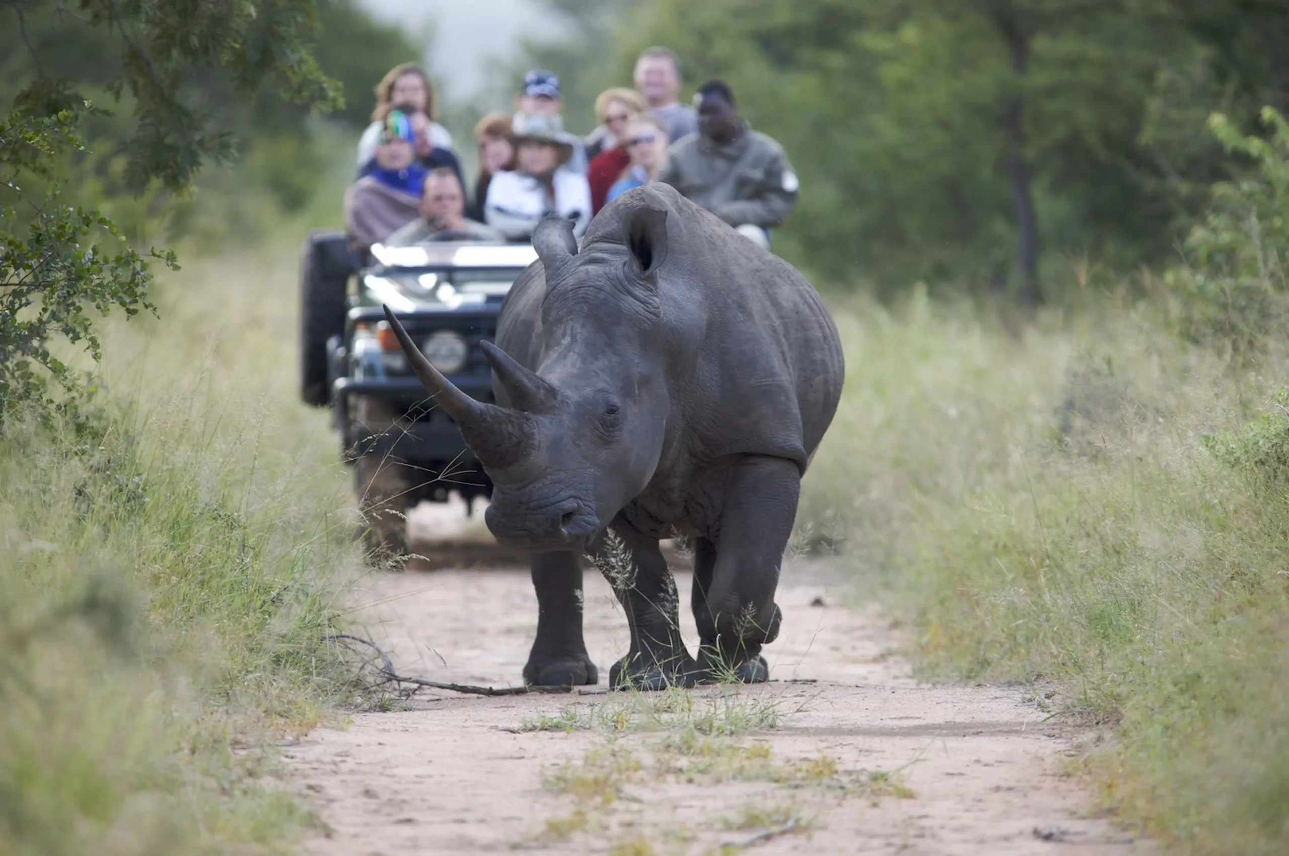 Safari nella Riserva Kapama