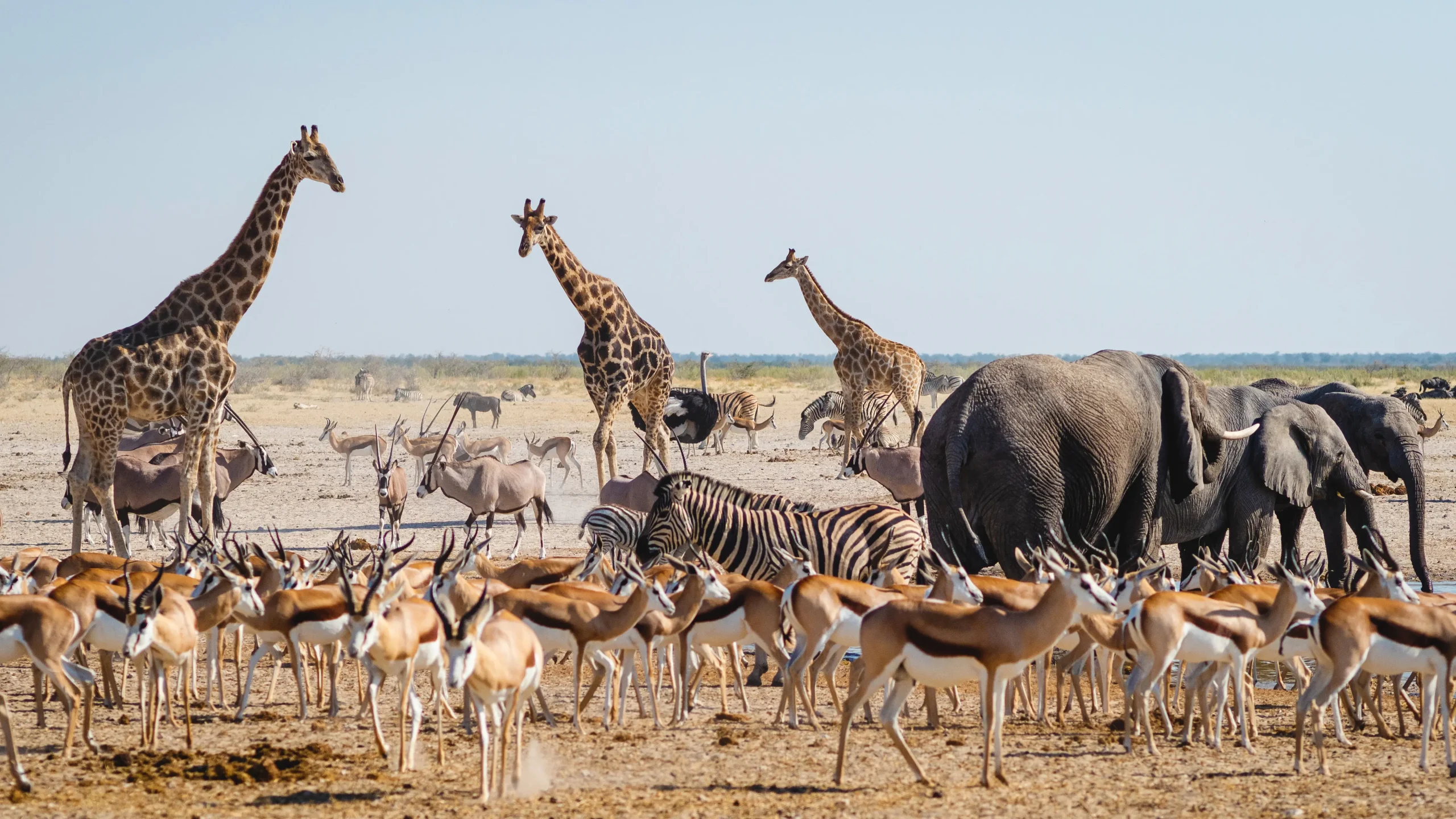Safari nel Parco Etosha