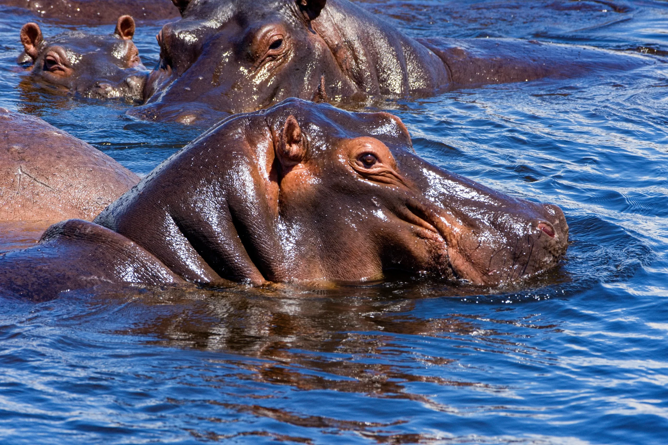 Chobe River: crociera al tramonto sul fiume più spettacolare del Botswana