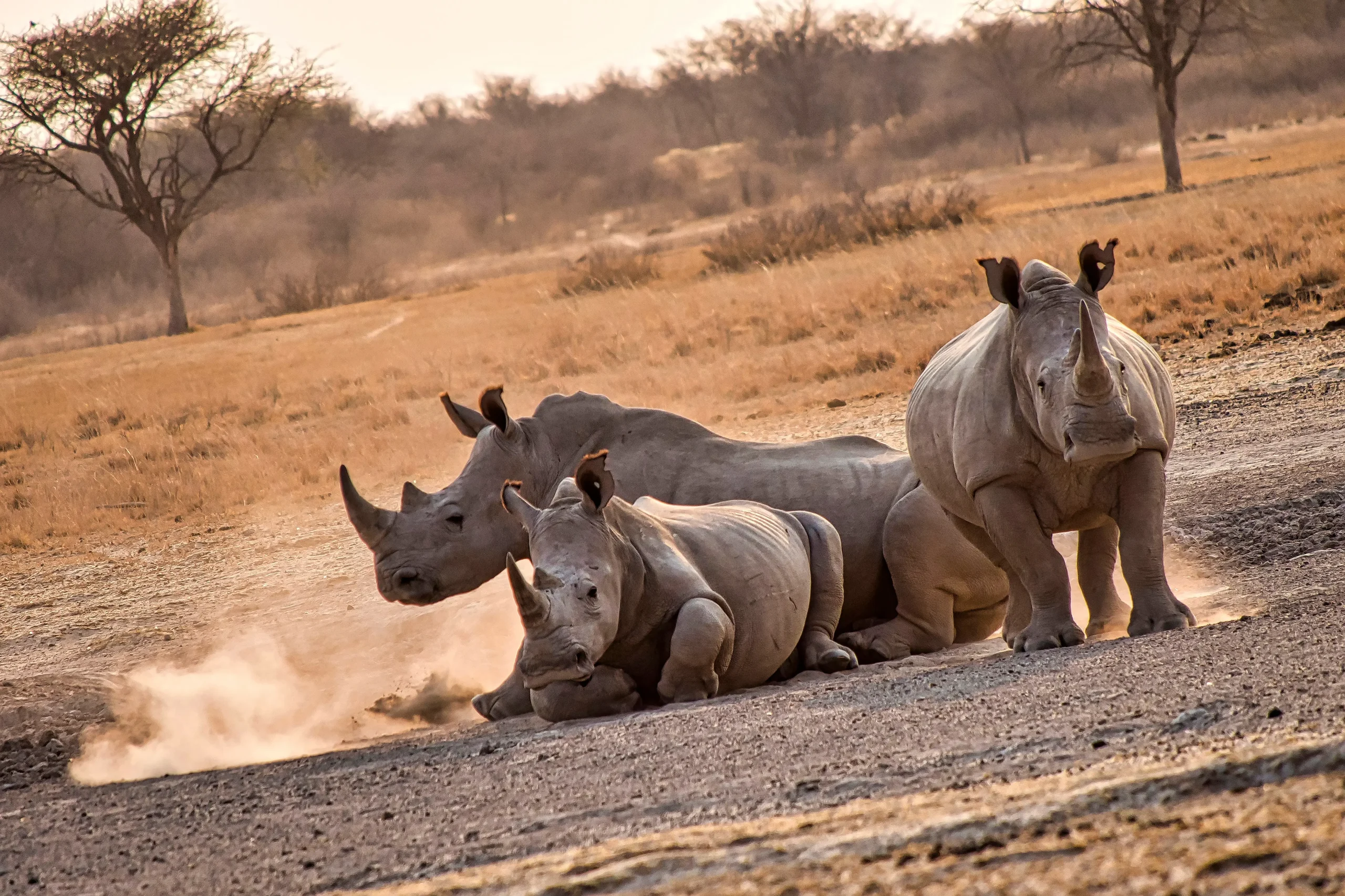 Khama Rhino Sanctuary