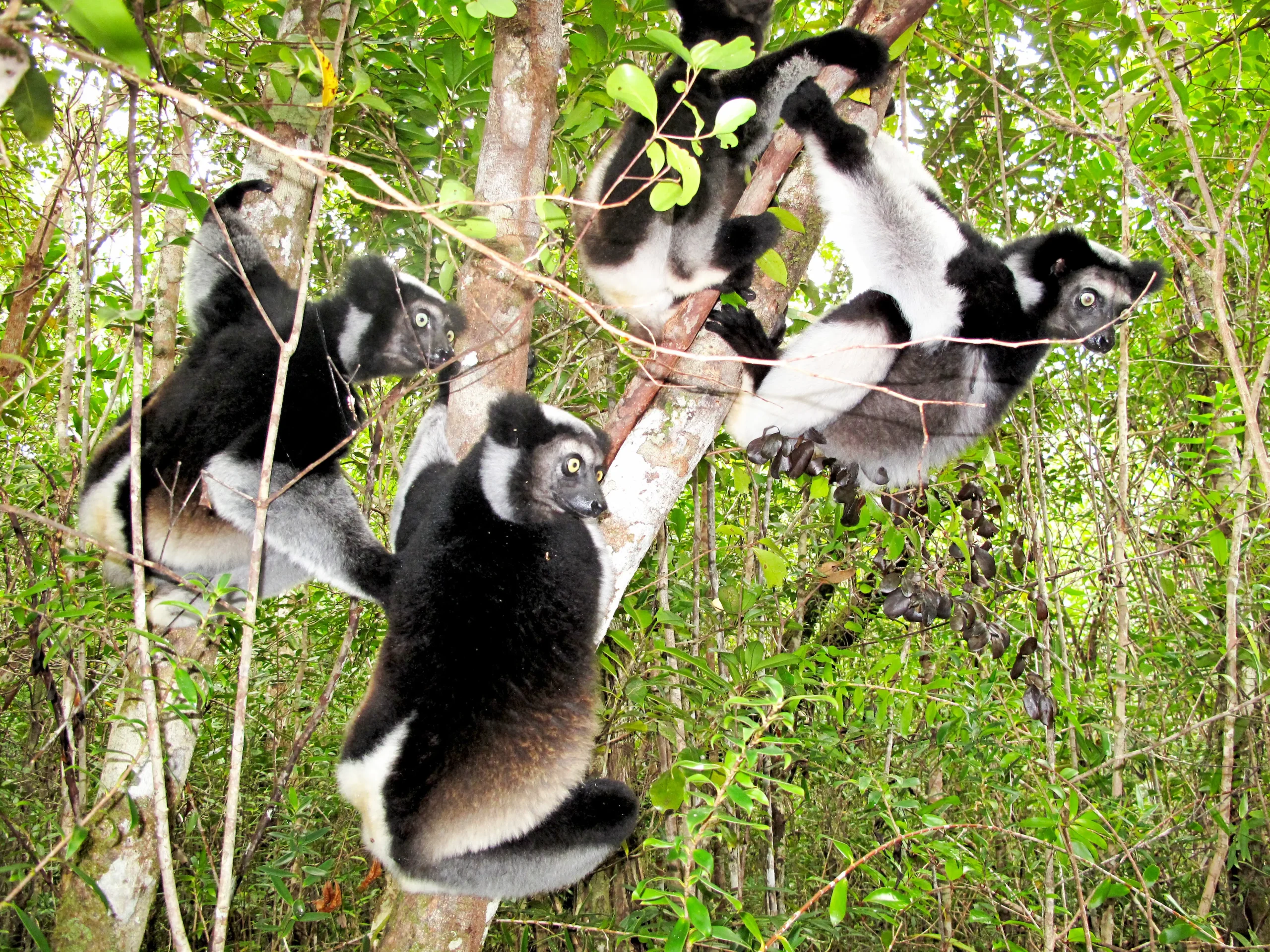 Avvistamento dell’Indri-Indri nel Parco Nazionale di Andasibe