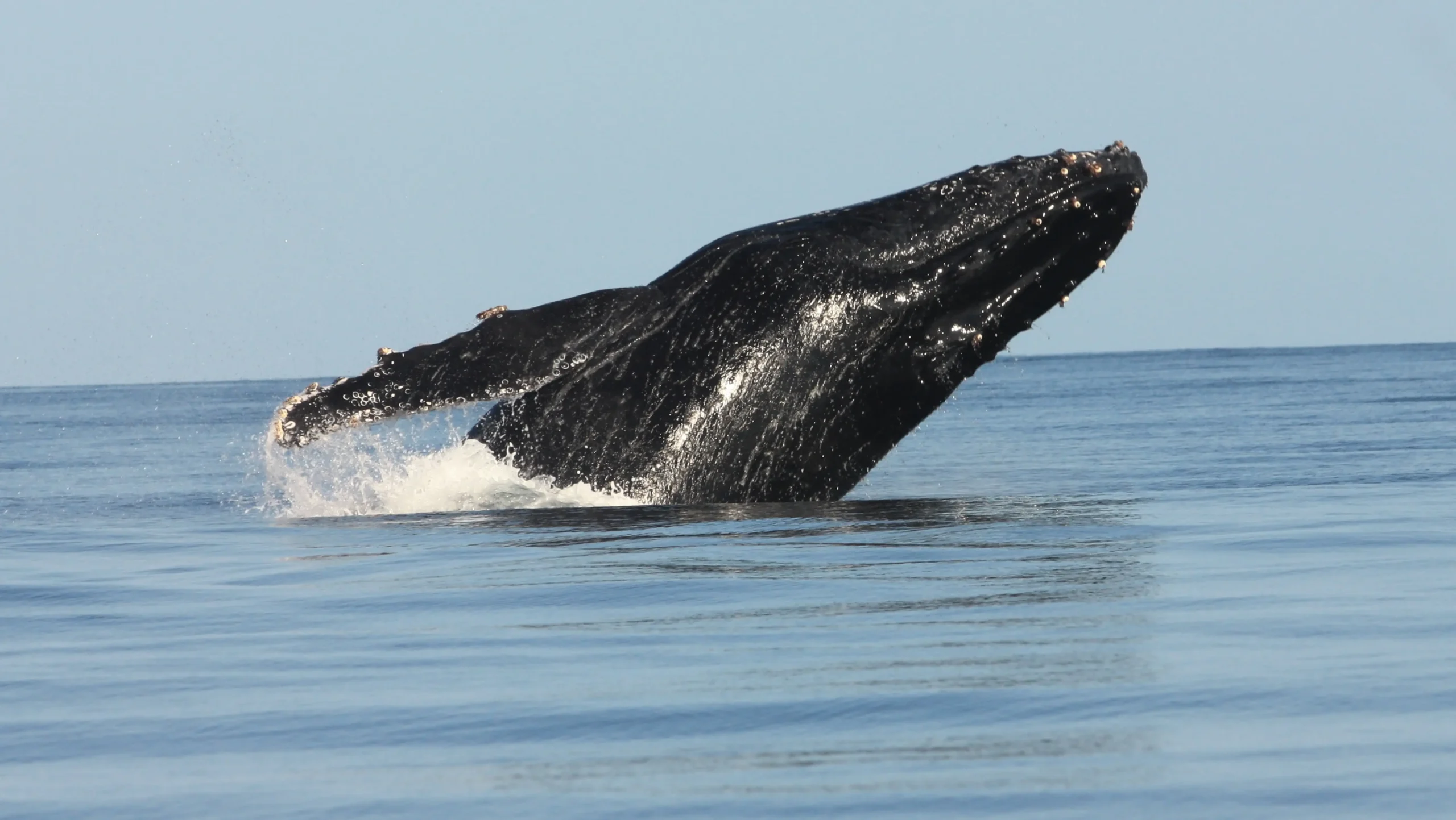 Whale watching durante la migrazione delle megattere