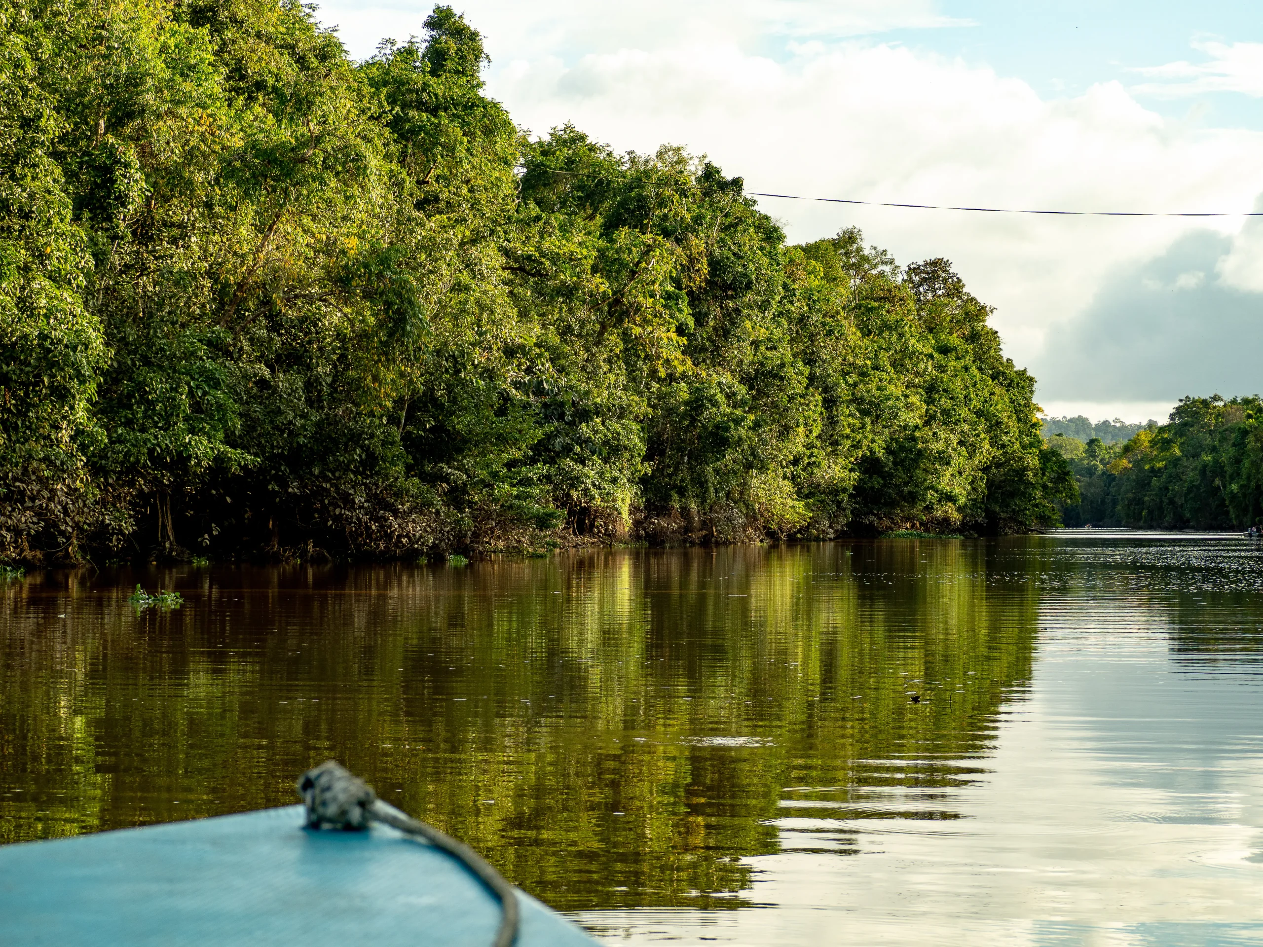 Crociere fluviali nella giungla del Kinabatangan