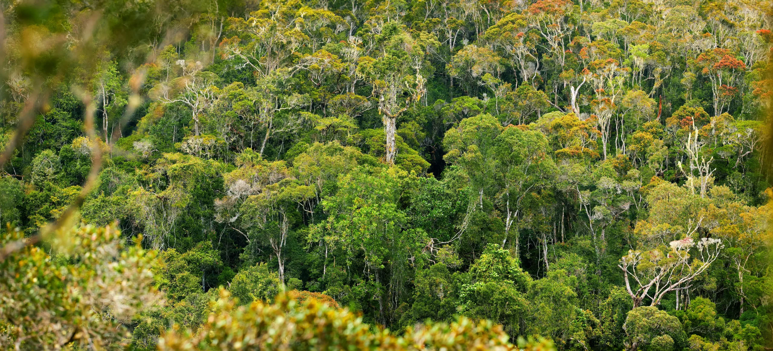 La Foresta pluviale di Andasibe