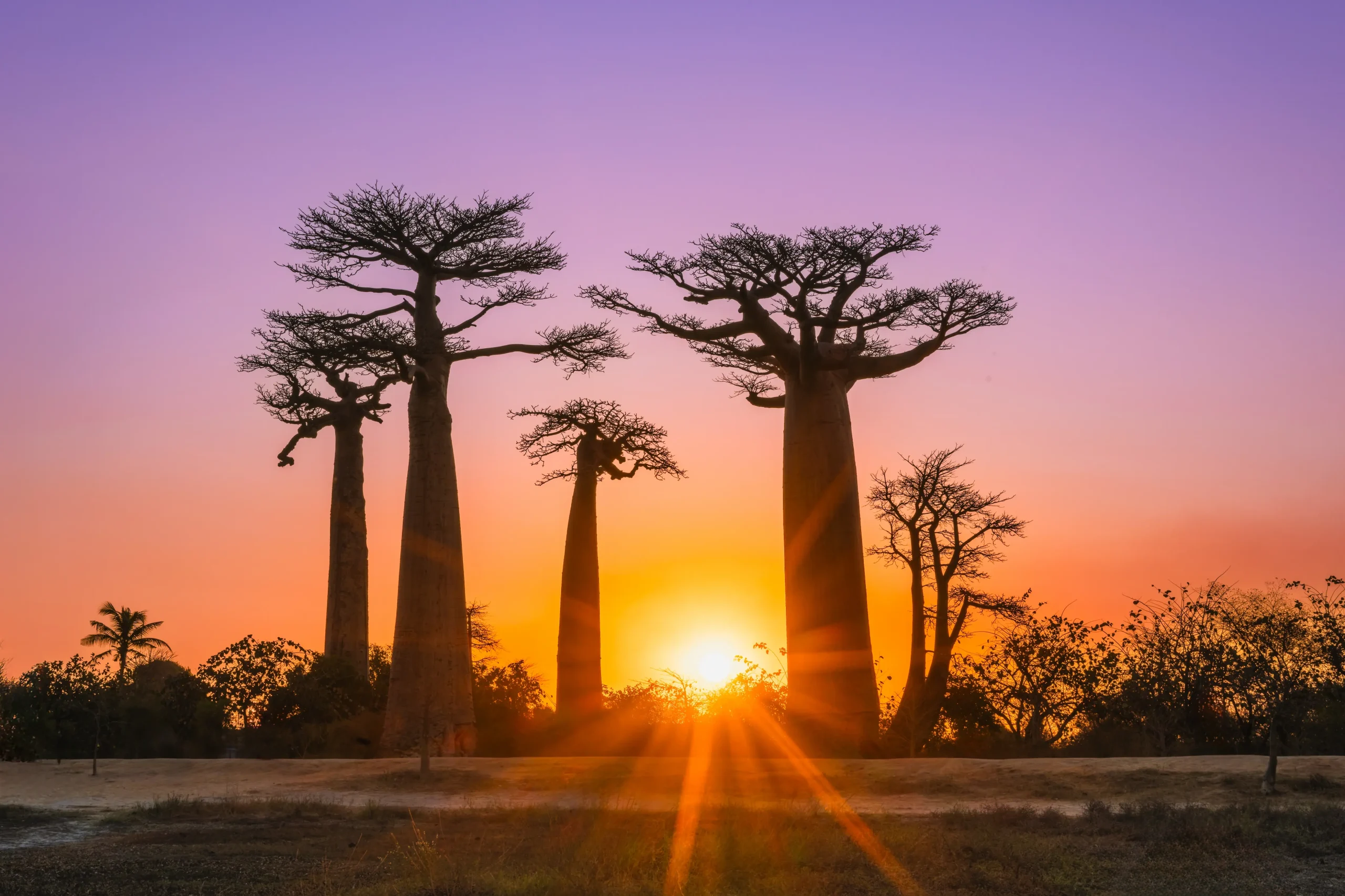 Tramonto iconico al Viale dei Baobab e visita ai Baobab Innamorati