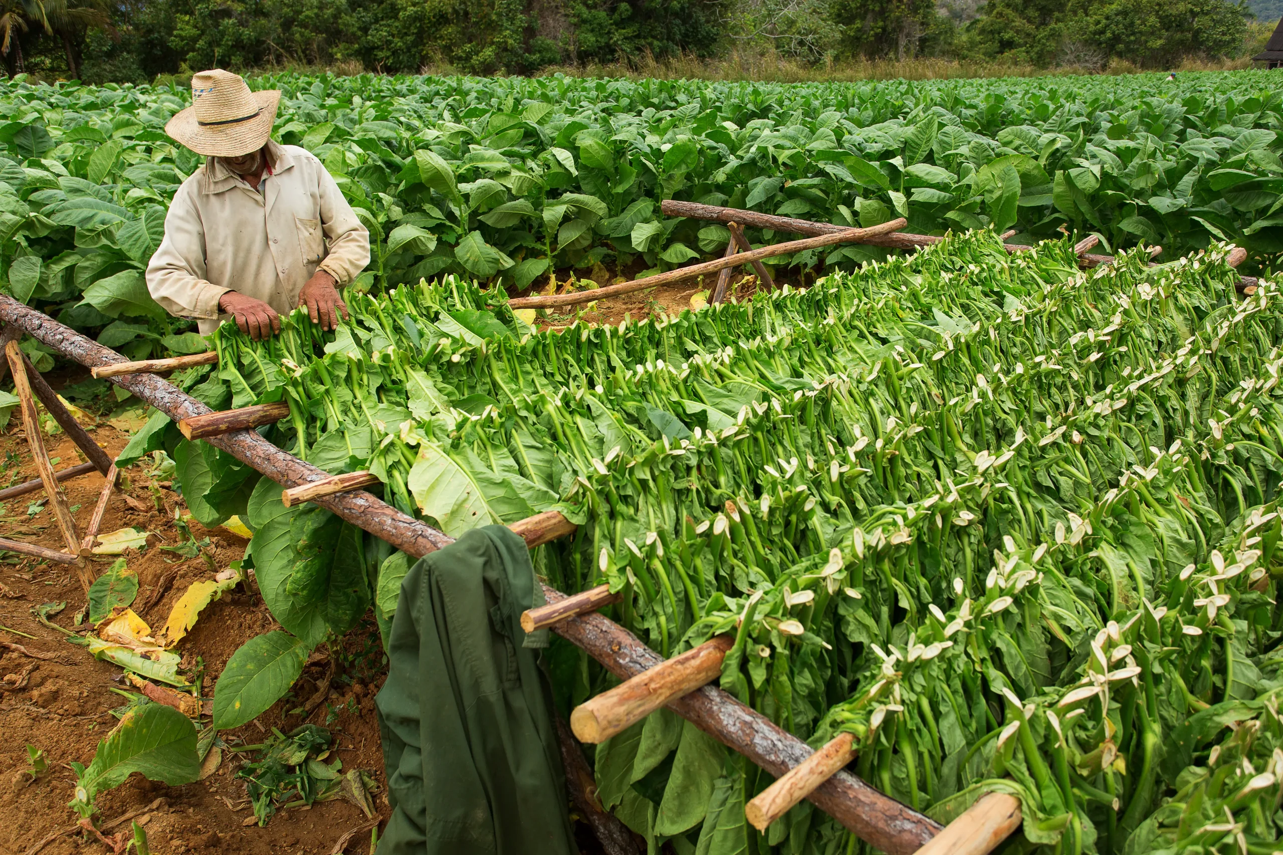 La Valle di Viñales, tra mogotes e piantagioni di tabacco