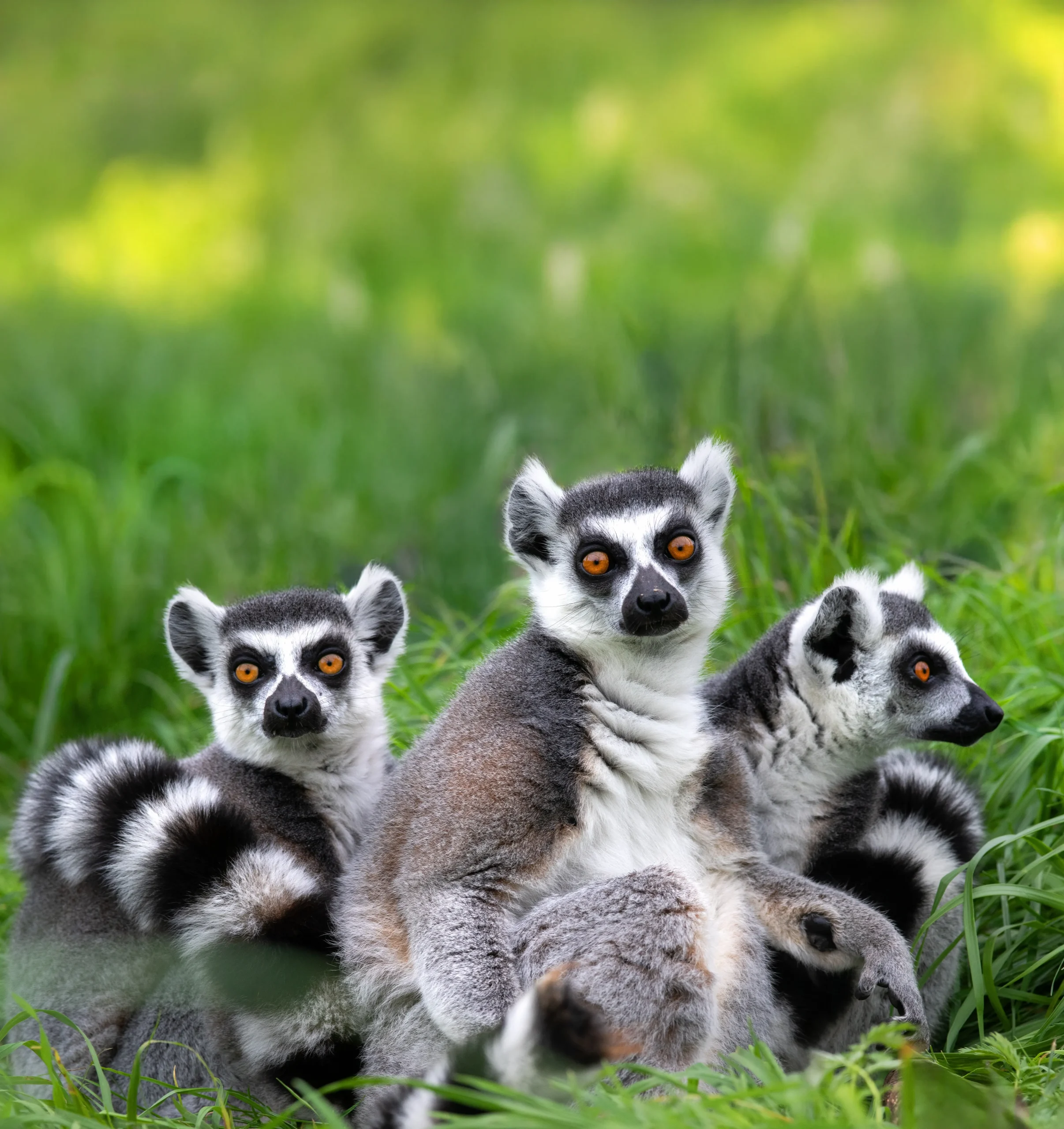 Panorami spettacolari tra lemuri, cascate e flora tropicale