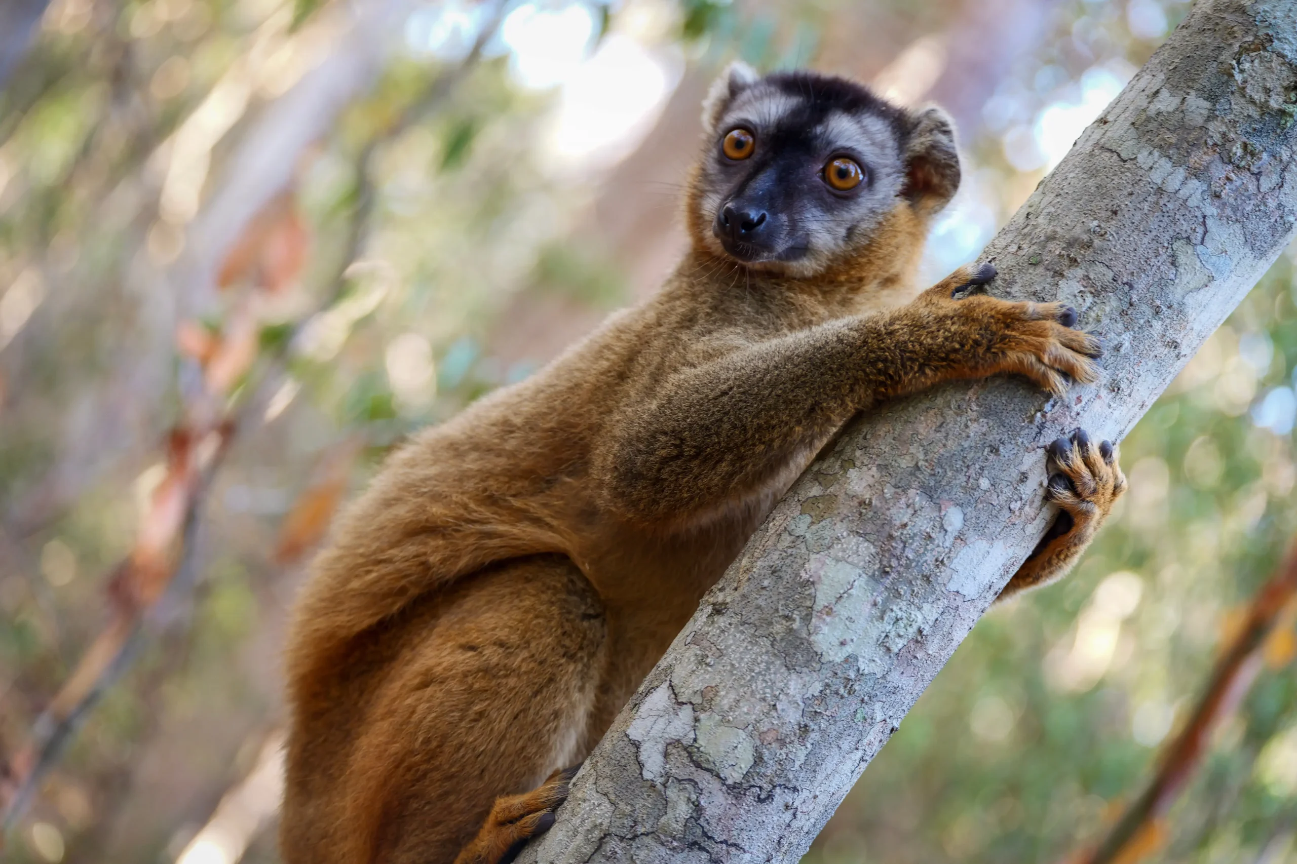 Escursione nella Riserva di Kirindy, habitat di lemuri, rettili e baobab