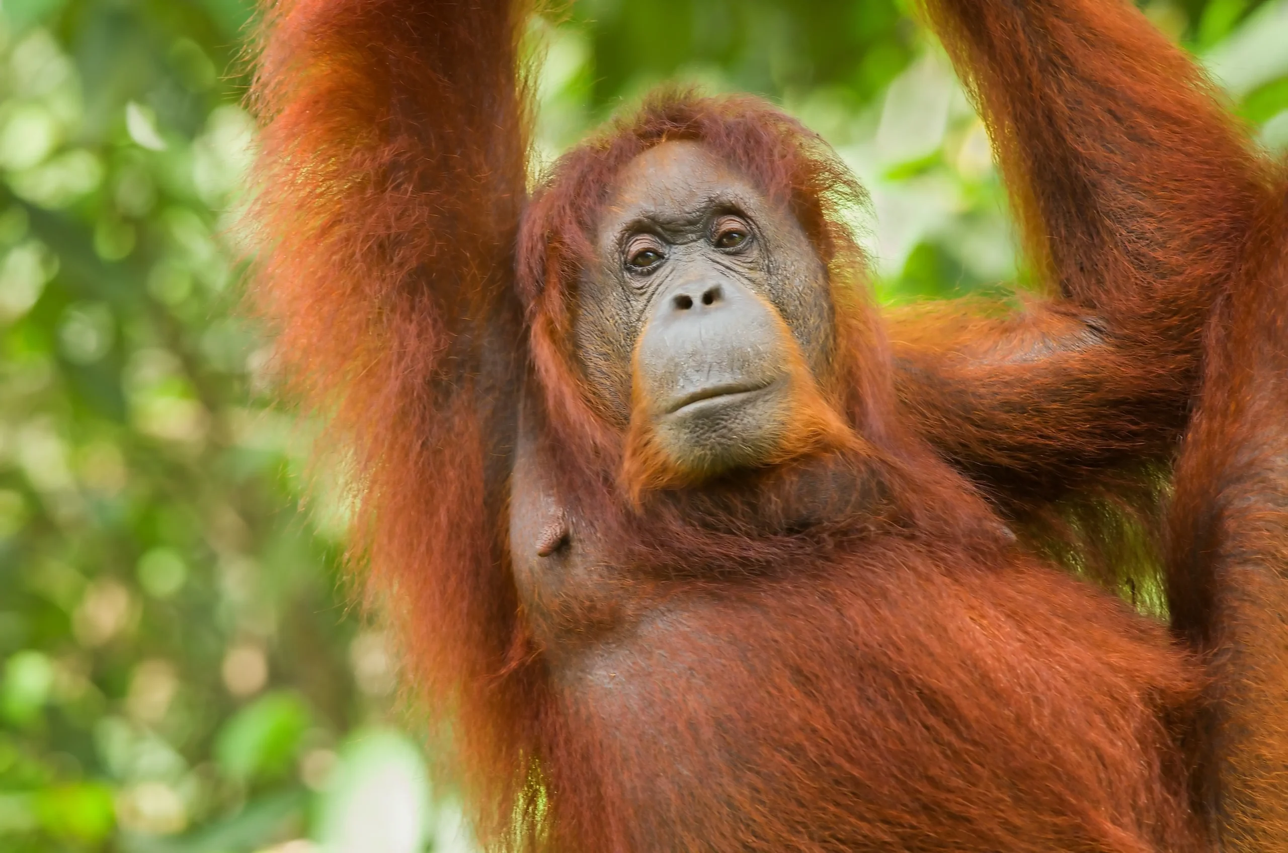 Incontro con oranghi e orsi del sole nei centri di conservazione