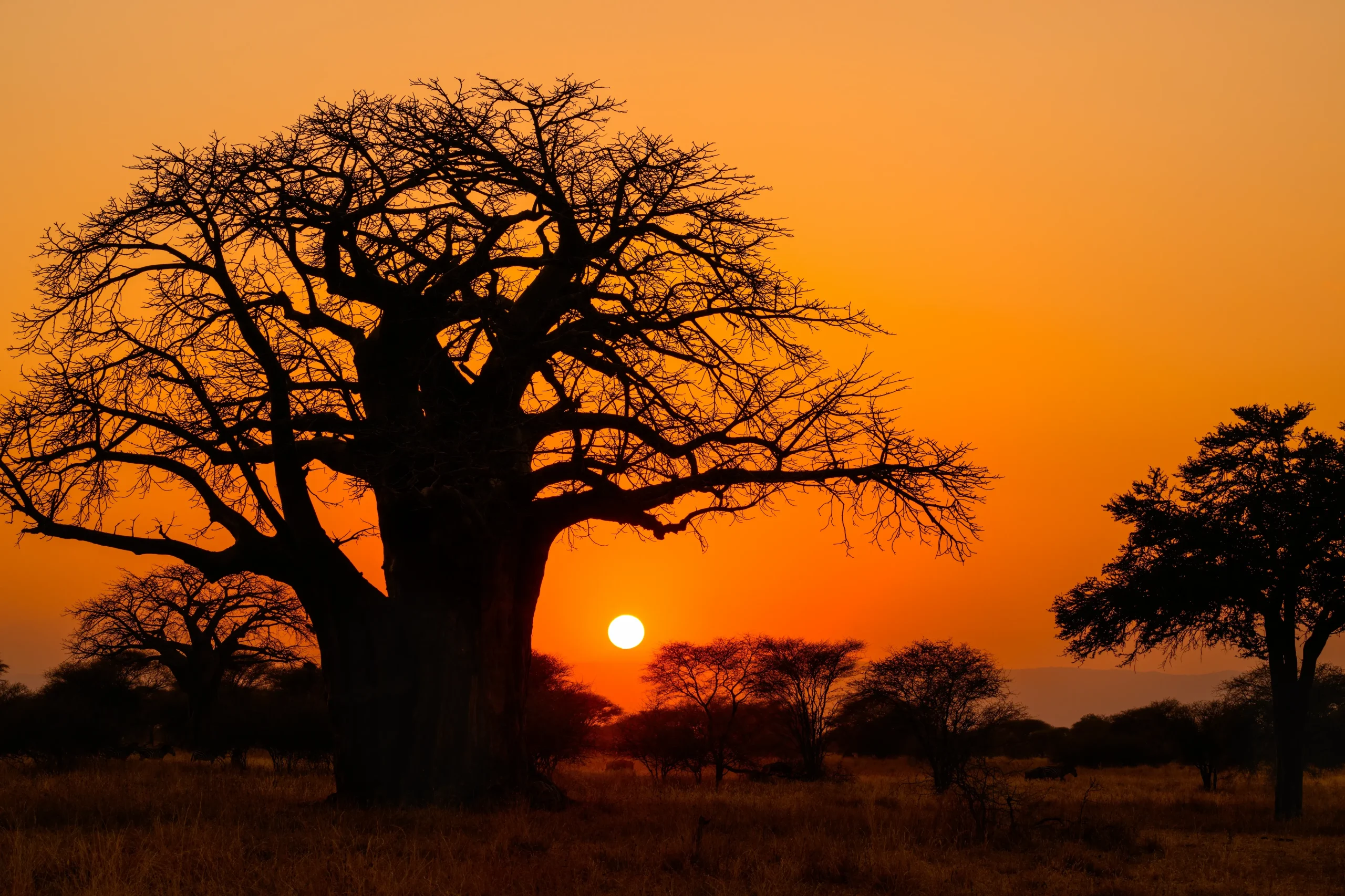 Nel Tarangire National Park per ammirare maestosi baobab e tramonti suggestivi
