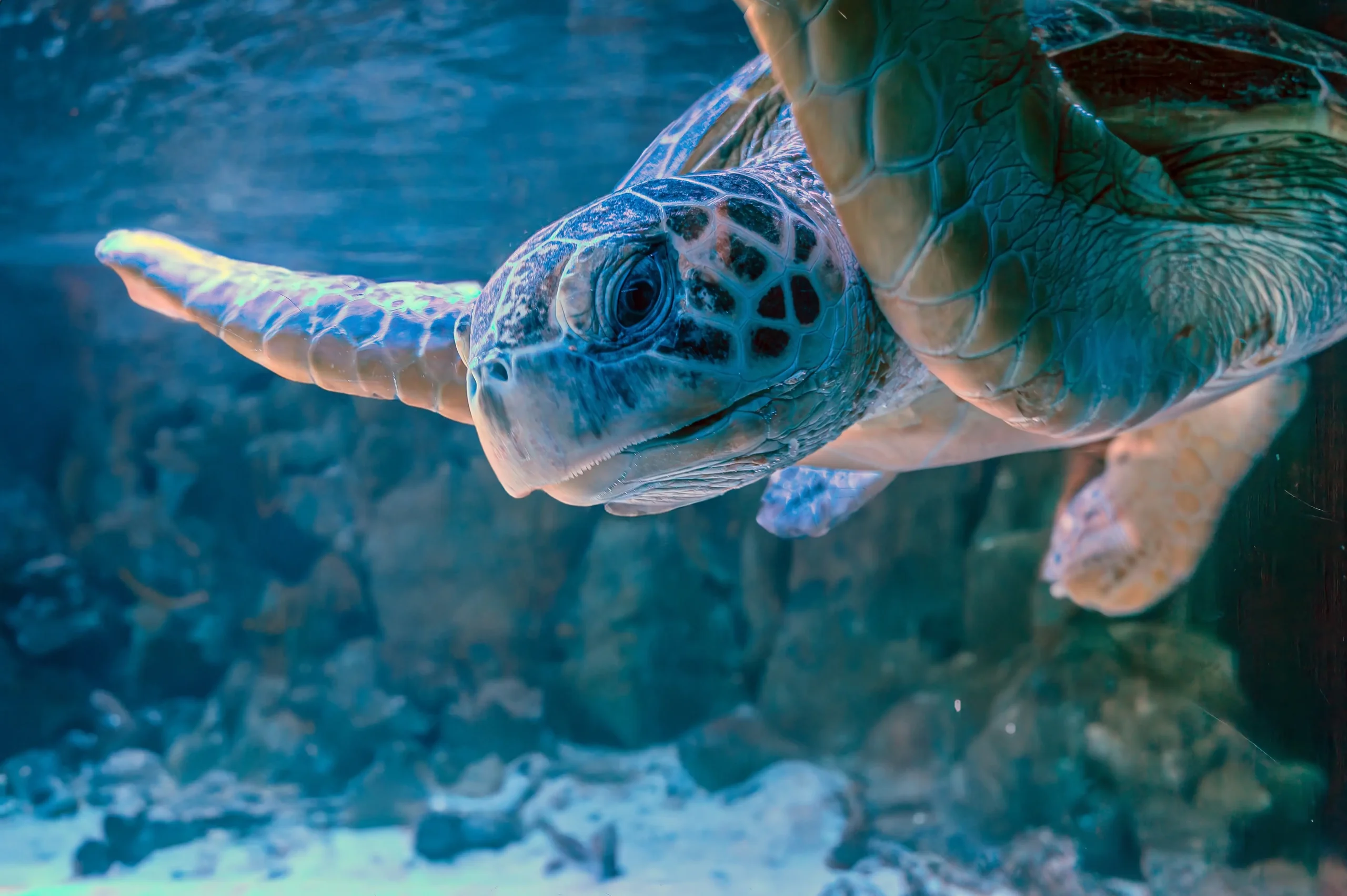 Snorkeling con le tartarughe marine