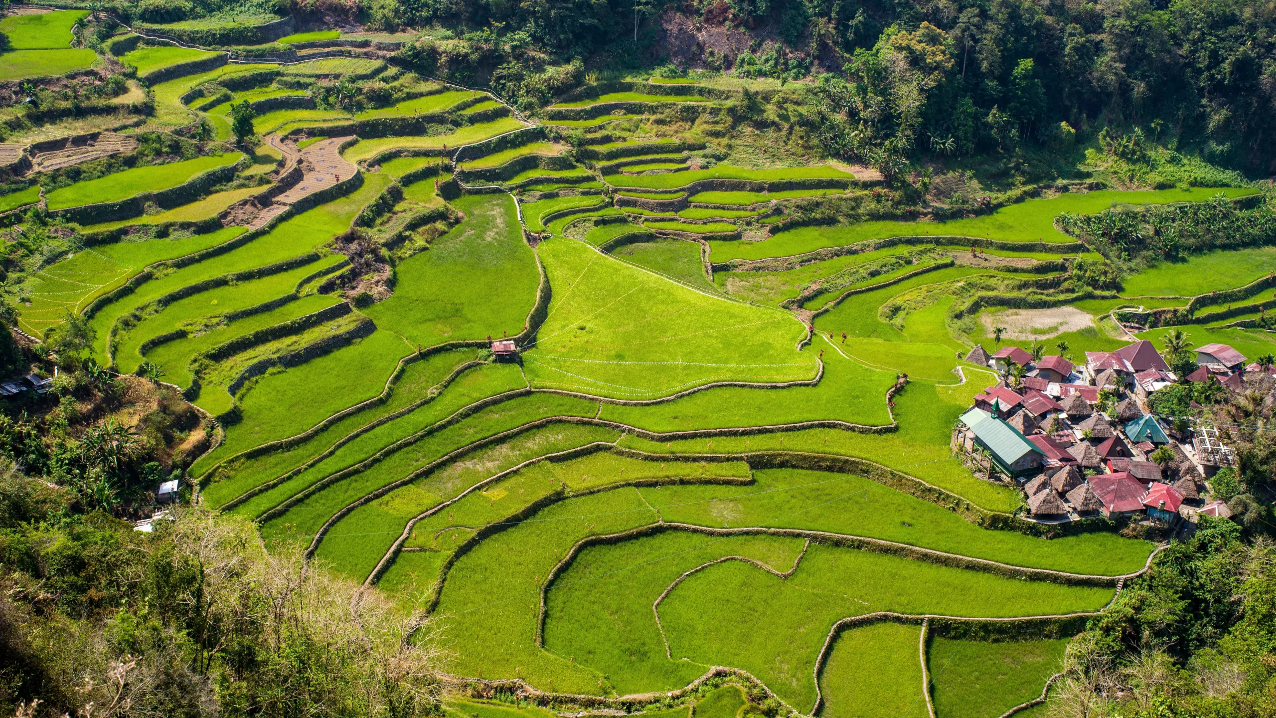 Le risaie terrazzate di Banaue, capolavoro millenario delle Filippine