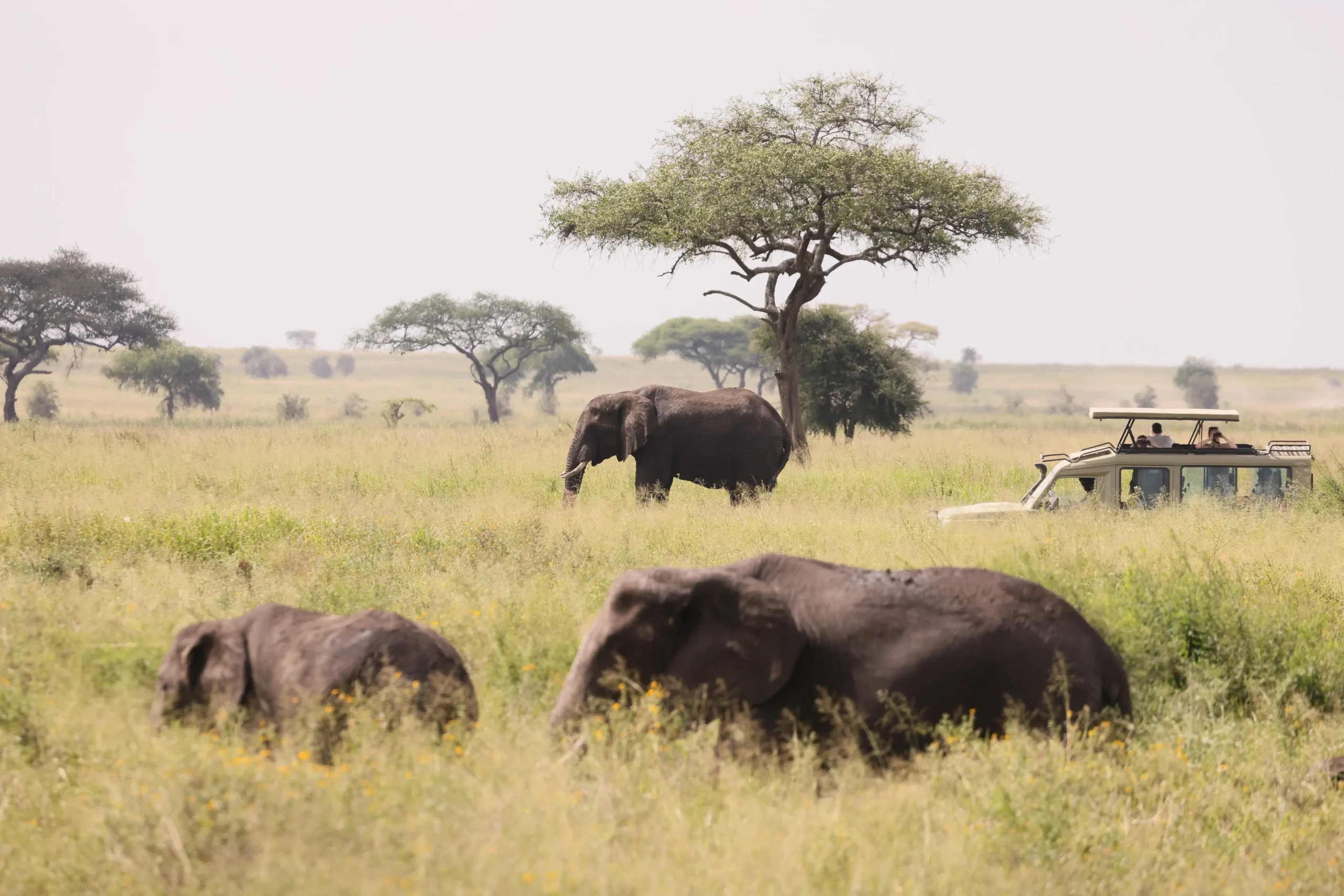Osservare le mandrie di elefanti e i principali predatori africani