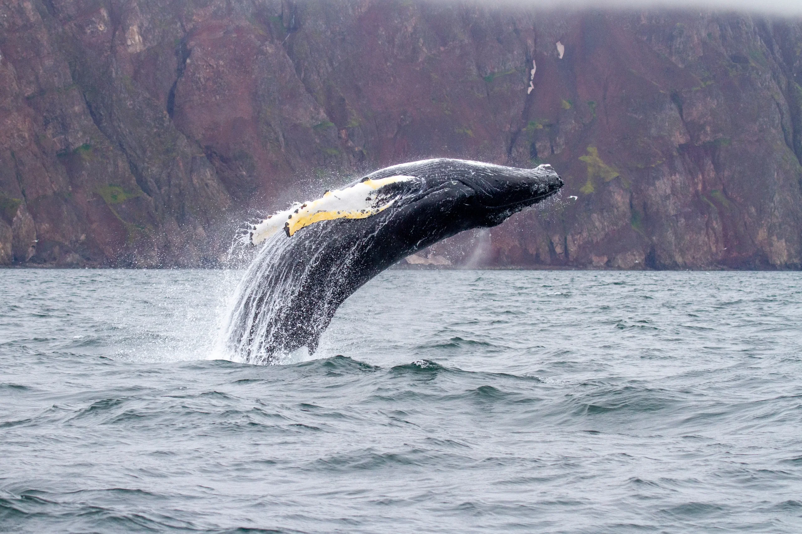 Natura del nord e whale watching