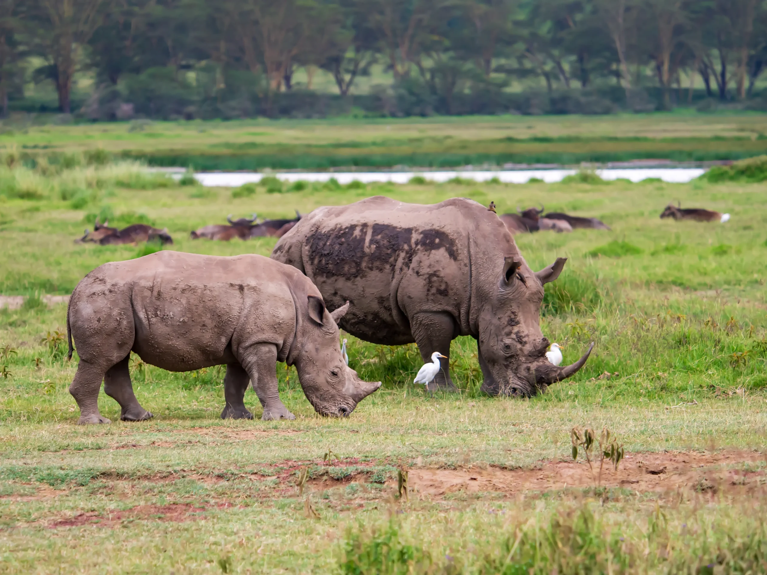 I rinoceronti bianchi e neri nel Lake Nakuru National Park