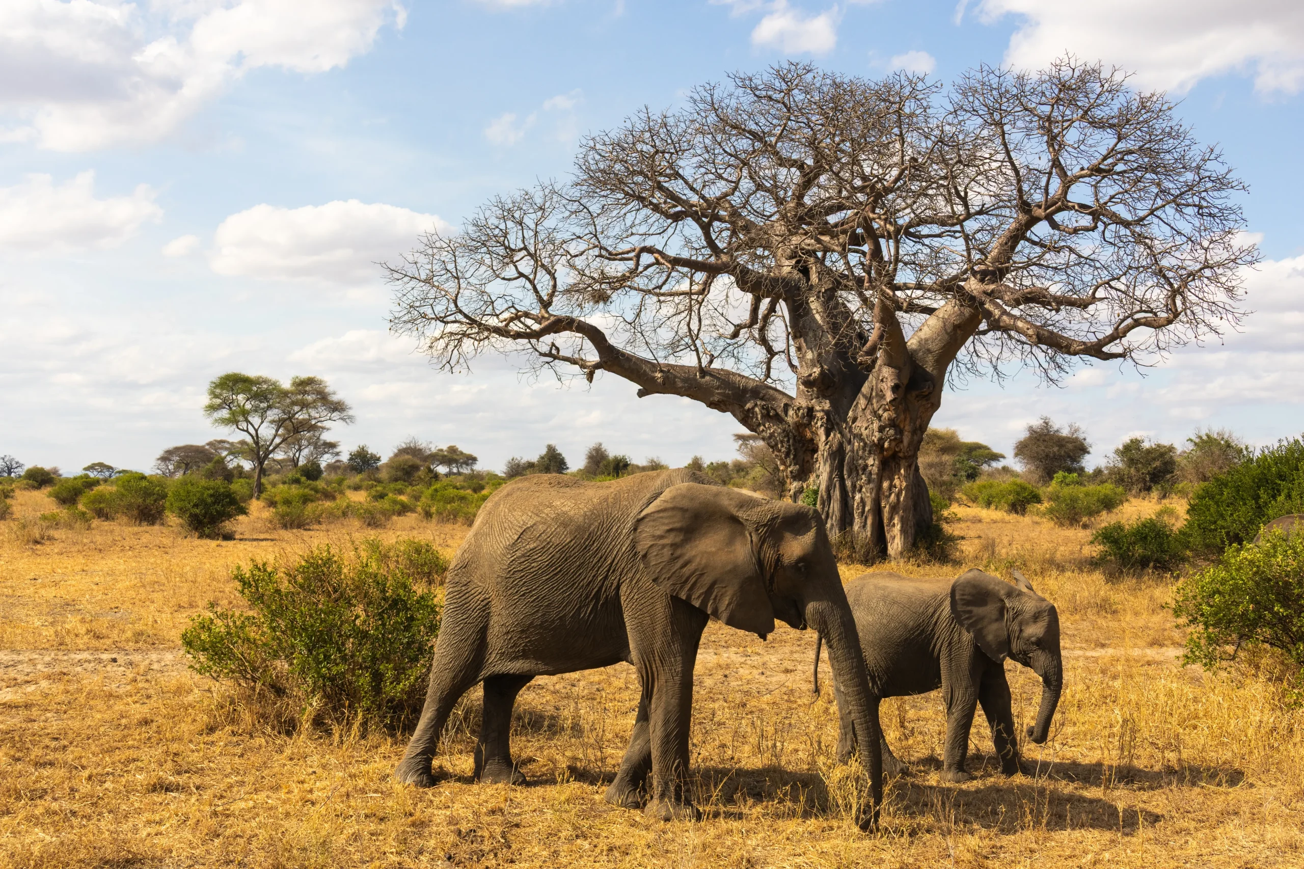 Tarangire National Park: tra baobab e branchi di elefanti