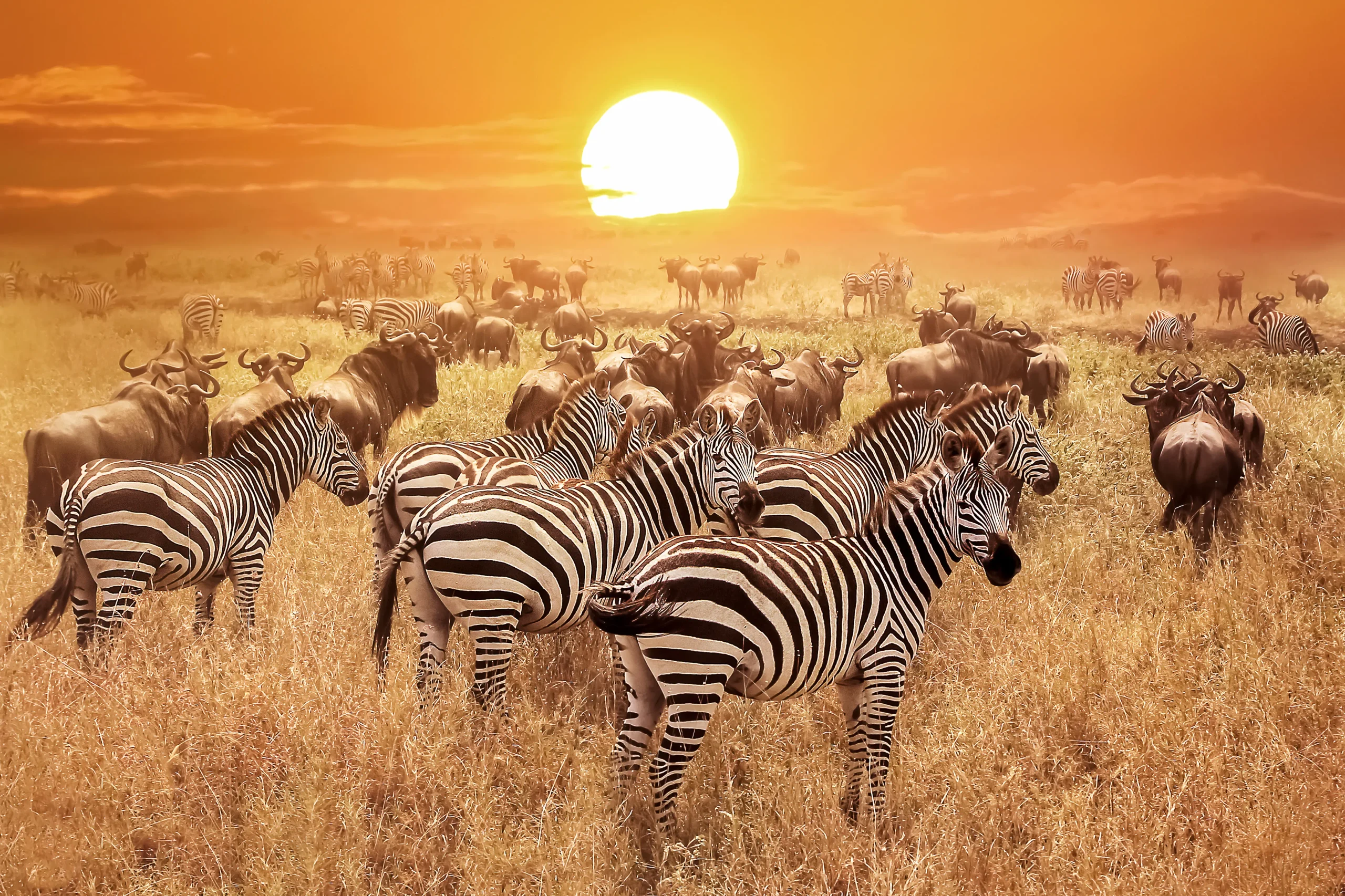 Il Serengeti National Park