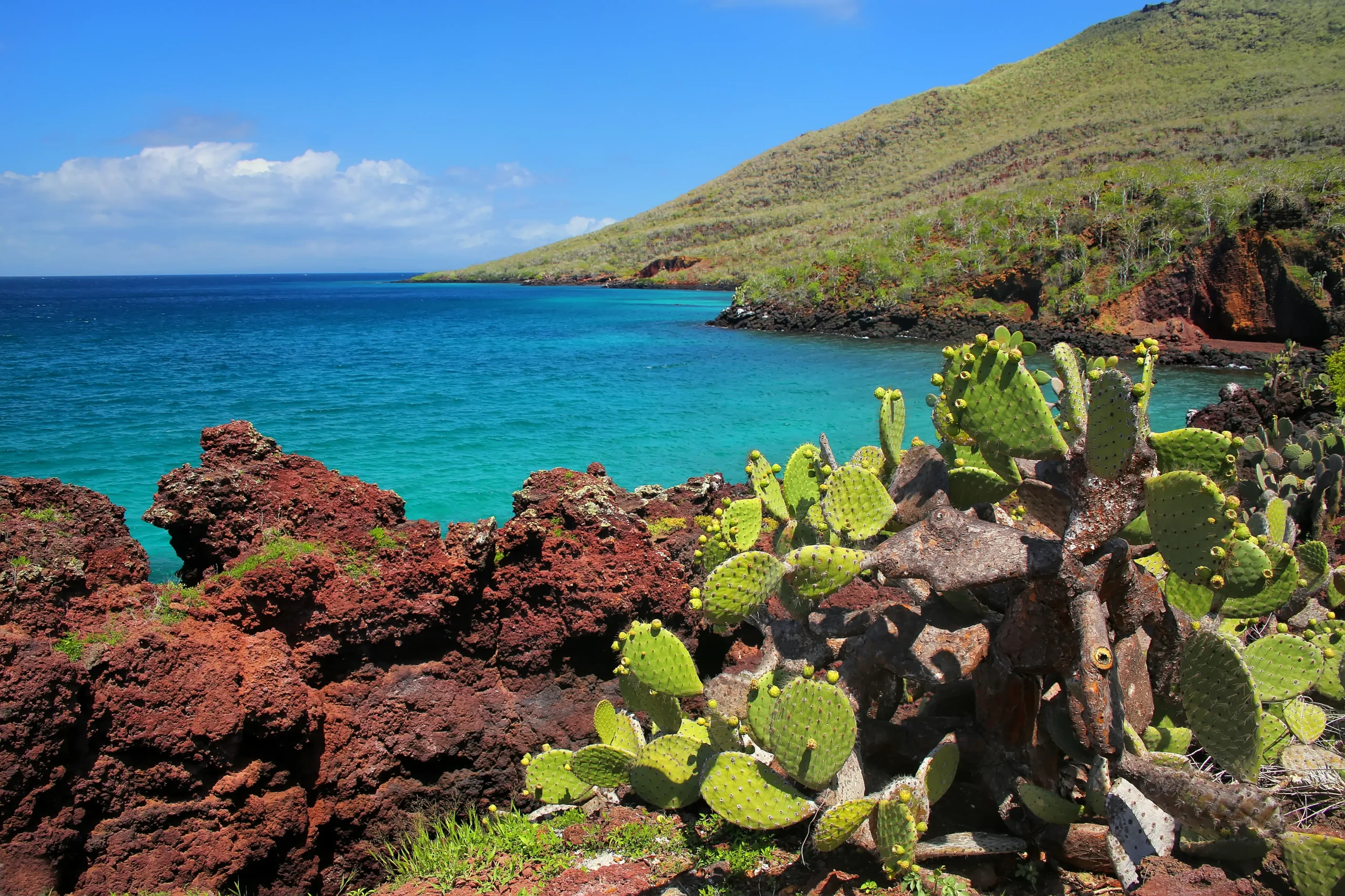 La foresta di cactus giganti sull'isola di Rabida