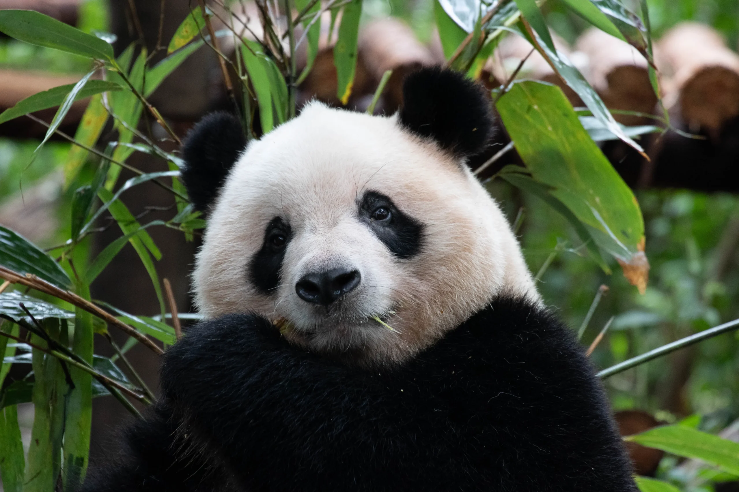 Incontrare i panda giganti nella riserva naturale di Chengdu