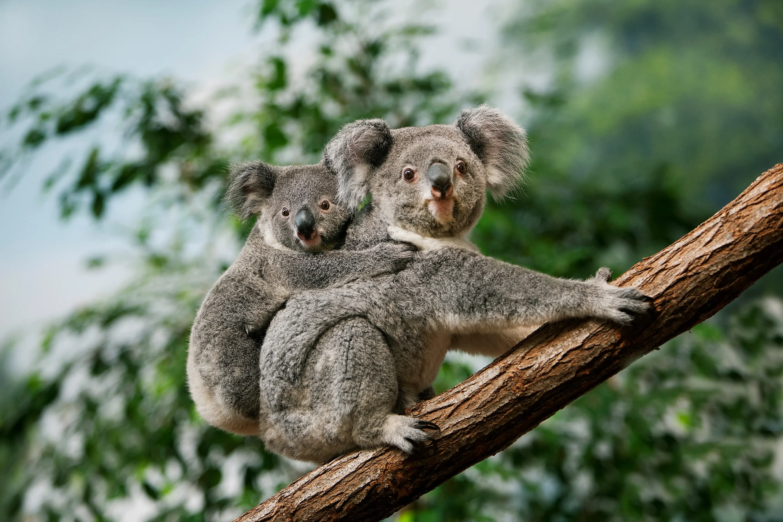 Esperienze wildlife tra koala, canguri, pinguini e leoni marini