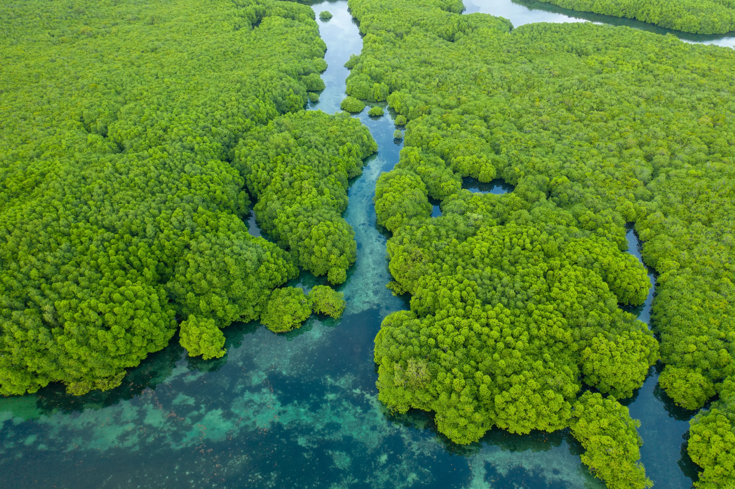 Navigazione nel cuore dell’Amazzonia lungo il Rio Negro e tra gli spettacolari canali di Anavilhanas