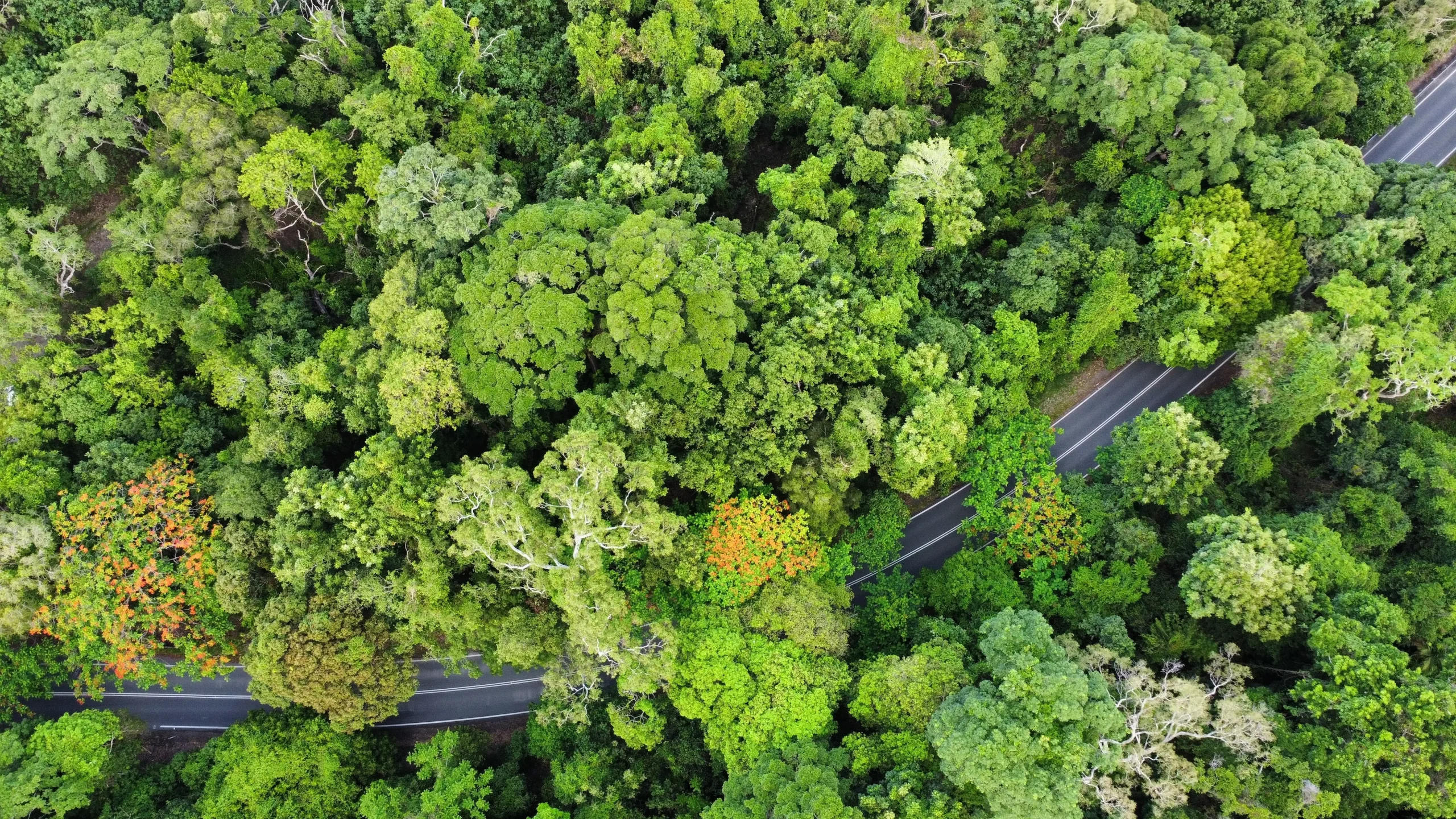 Passeggiare nella Foresta Pluviale