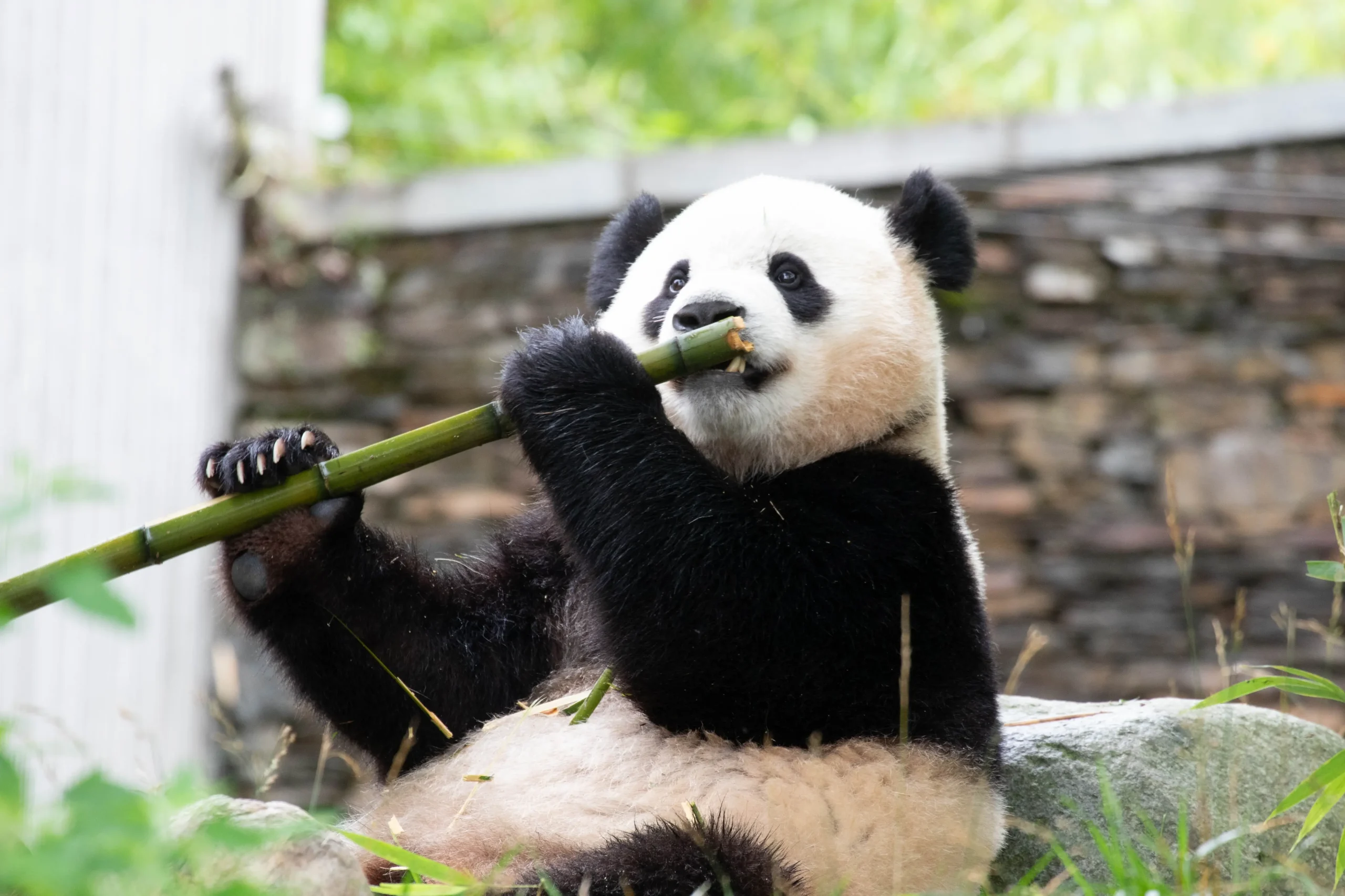 Incontro con i panda giganti nella riserva naturale di Wolong