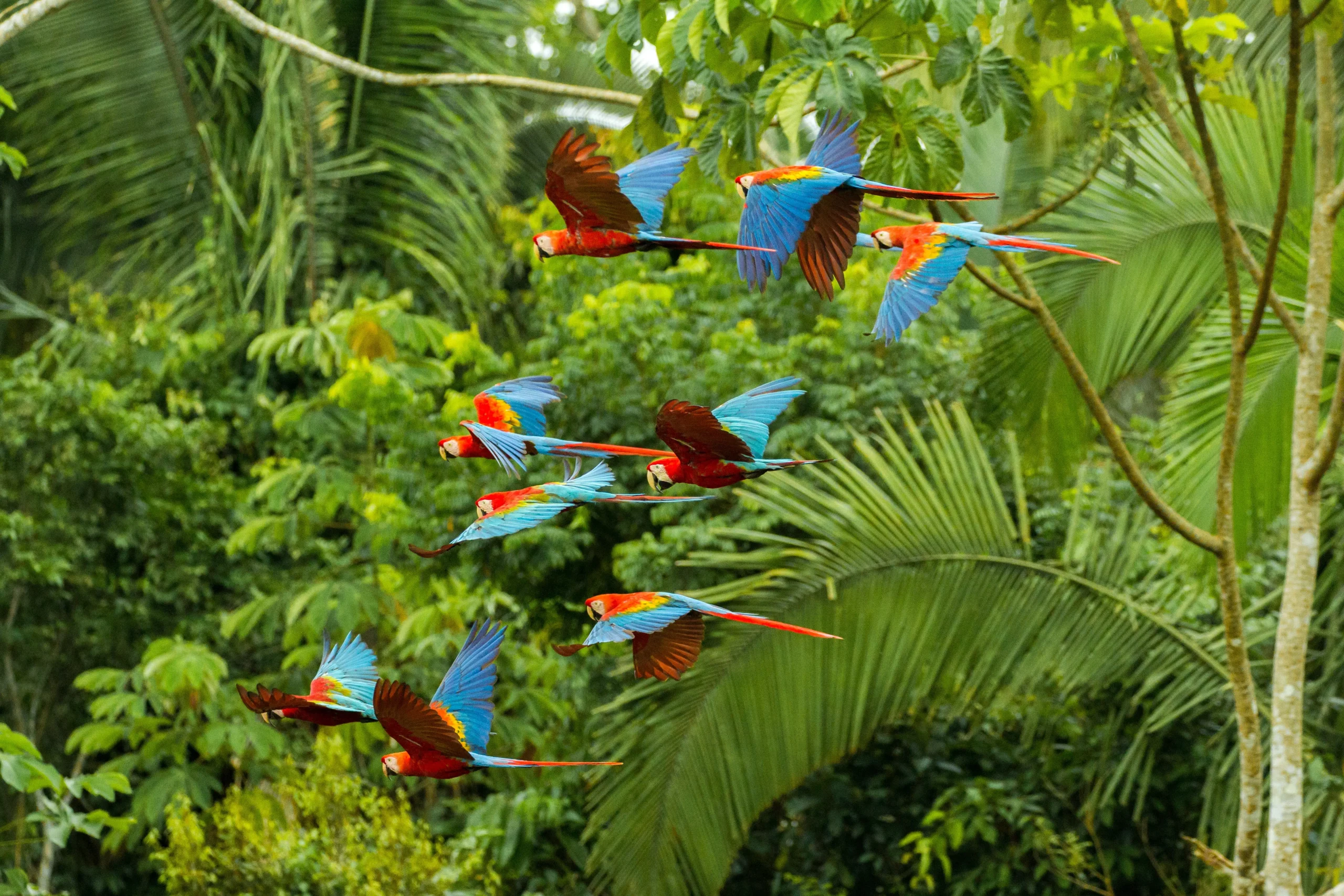 Escursioni guidate nella foresta pluviale con possibilità di avvistare scimmie, bradipi, caimani e uccelli tropicali