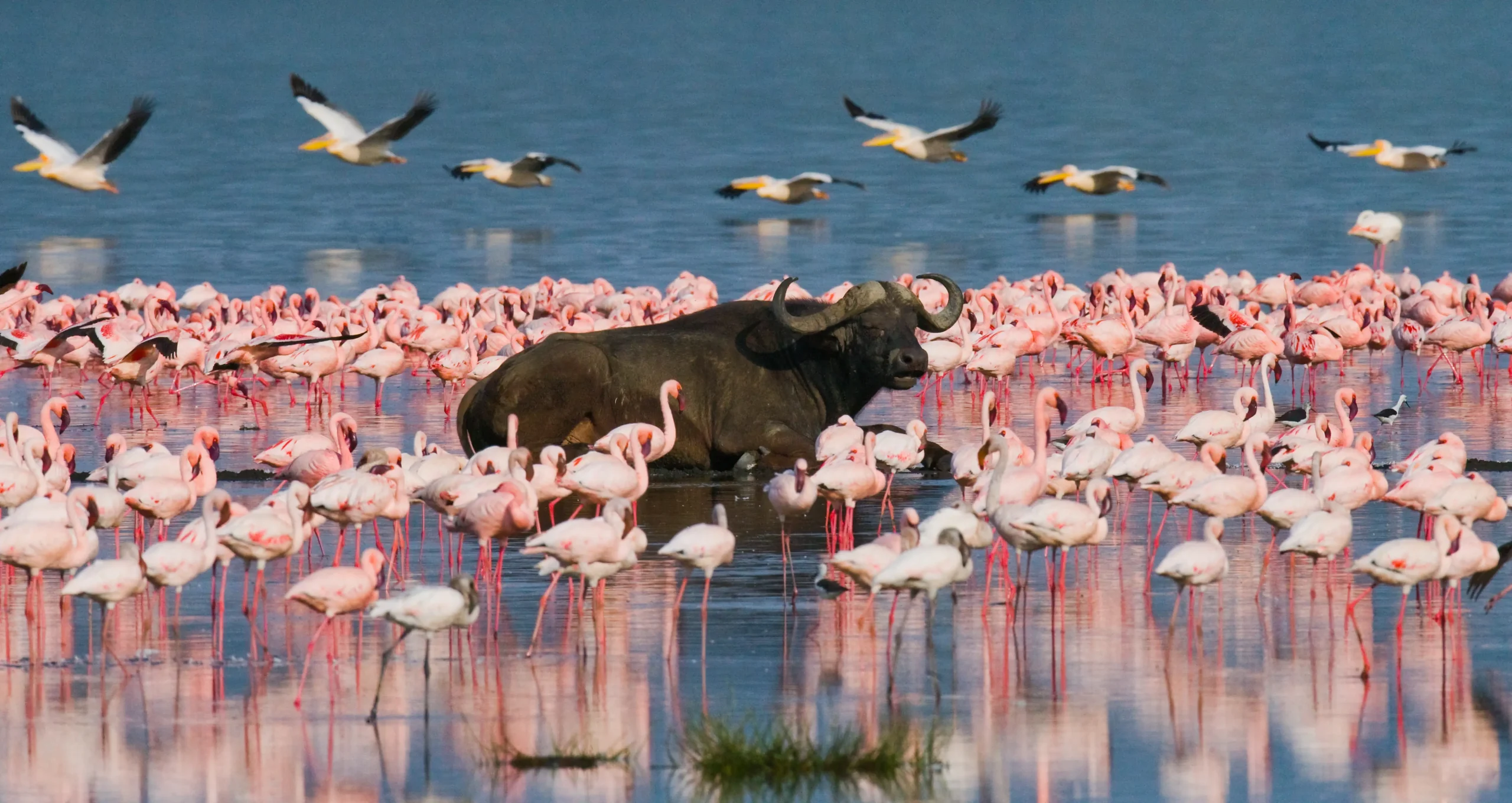 Avvistamento dei Big Five tra Masai Mara, Samburu e Lake Nakuru.