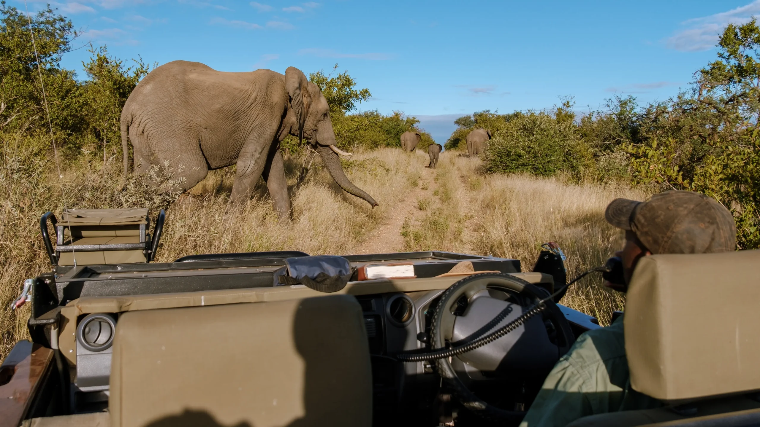 Il safari nel celebre Kruger National Park